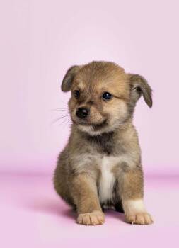 Sangria -  Rat Terrier Dog for Adoption in Wolcott, Connecticut - Sangria | PetCurious