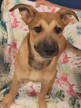 HERCULES -  German Shepherd Dog and Mixed Breed Dog for Adoption in Brunswick, Georgia - HERCULES | PetCurious