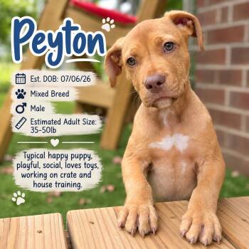 PEYTON -  Terrier Dog for Adoption in Evans, Georgia - PEYTON | PetCurious