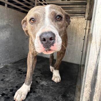 Pit Bull Terrier Dogs Available for Adoption - Avalon | PetCurious