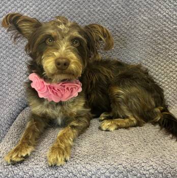 Rescue Terrier Dogs for Adoption in Lodi, California - Cinnamon | PetCurious