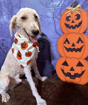 Rescue Poodle and Golden Retriever Dogs for Adoption in Valrico, Florida - Skipper | PetCurious