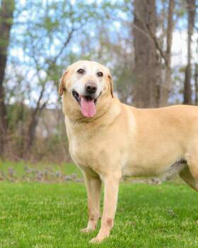 Yellow Labrador Retriever Dogs Available for Adoption in Bridgeport, Connecticut - BUGS BUNNY (0531) | PetCurious