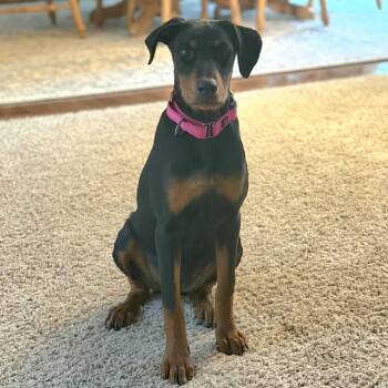 London -  Doberman Pinscher and Vizsla Dog for Adoption in Ferndale, Michigan - London | PetCurious