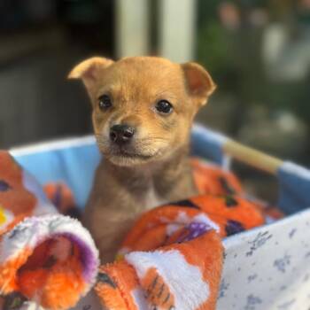 Rachel -  Mixed Breed Dog for Adoption in Buffalo, Minnesota - Rachel | PetCurious