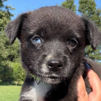 Spud - neon green -  Border Collie and Black Labrador Retriever Dog for Adoption in Greenfield, Indiana - Spud - Neon Green | PetCurious