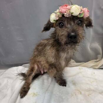 Sprout -  Miniature Poodle and Miniature Schnauzer Dog for Adoption in Foley, Alabama - Sprout | PetCurious