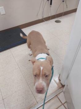 Ella(was Marshmallow) -  Pit Bull Terrier Dog for Adoption in Mocksville, North Carolina - Ella(was Marshmallow) | PetCurious