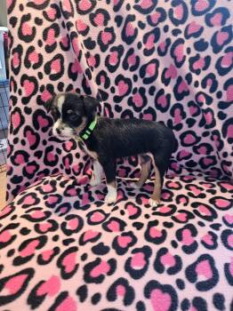 Feist Dogs Available for Adoption in Greensboro, North Carolina - Feist Puppies | PetCurious