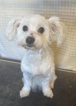 Maltese and Miniature Poodle Dogs Available for Adoption - Buster | PetCurious