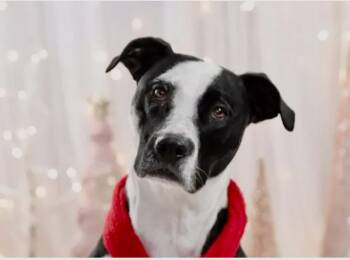 Rescue Pit Bull Terrier Dogs for Adoption in Media, Pennsylvania - DAISY | PetCurious
