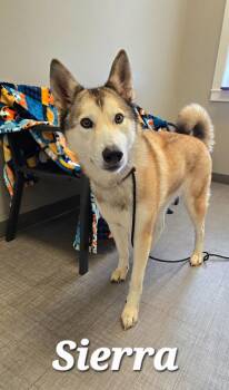 Sierra Yrly 313 -  Husky Dog for Adoption in Sidney, Ohio - Sierra Yrly 313 | PetCurious