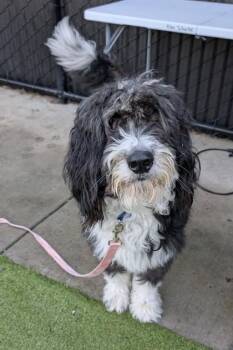 Standard Poodle and Mixed Breed Dogs Available for Adoption - Dan | PetCurious