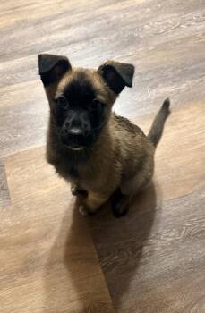 Camille -  Belgian Shepherd Malinois Dog Available for Adoption in Pleasant Hill, California - Camille | PetCurious