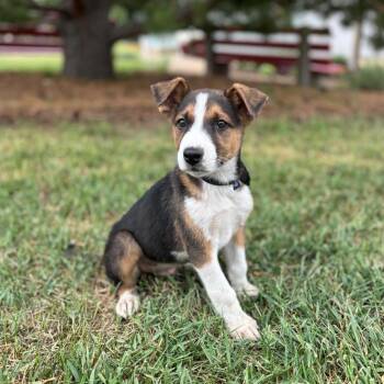 Limerick--In Foster -  Shepherd and Mixed Breed Dog for Adoption in Fargo, North Dakota - Limerick--In Foster | PetCurious