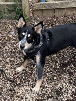 Snoopy 2 -  Shepherd Dog for Adoption in Ellicott City, Maryland - Snoopy 2 | PetCurious