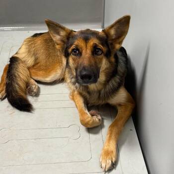 Olive -  Shepherd and Mixed Breed Dog for Adoption in Kerrville, Texas - Olive | PetCurious