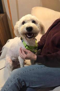 Labradoodle and Goldendoodle Dogs Available for Adoption - COLBY | PetCurious