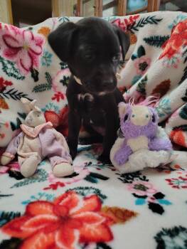 Labrador Retriever Dogs Available for Adoption in Boston, Massachusetts - Missie March | PetCurious