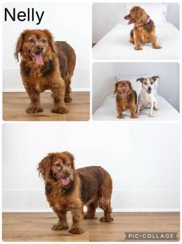 Nelly -  Cocker Spaniel Dog for Adoption in Enterprise, Alabama - Nelly | PetCurious