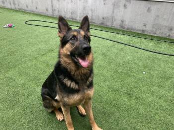 Chloe -  German Shepherd Dog Dog Available for Adoption in Fulton, California - Chloe | PetCurious