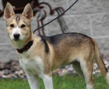 Foxy Lady -  Siberian Husky Dog for Adoption in Portage, Wisconsin - Foxy Lady | PetCurious
