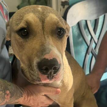 Pit Bull Terrier Dogs Available for Adoption in Stephenville, Texas - Abernathy | PetCurious