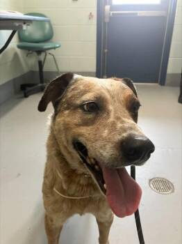 Australian Cattle Dog Blue Heeler Dogs Available for Adoption in Corpus Christi, Texas - BROCKTON | PetCurious