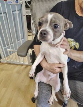 Huey -  Boston Terrier Dog for Adoption in Manchester, Connecticut - Huey | PetCurious