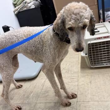 Oyster -  Mixed Breed Dog for Adoption in Mentor, Ohio - Oyster | PetCurious
