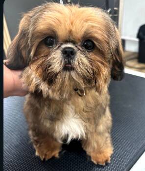 #5 -  Shih Tzu Dog for Sale in Marion, Michigan - #5 | PetCurious