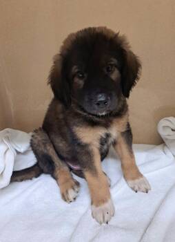 Frankie -  German Shepherd Dog Dog for Adoption in Cedarburg, Wisconsin - Frankie | PetCurious
