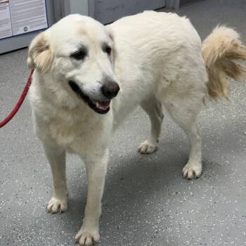 Shadowfax -  Great Pyrenees Dog for Adoption in Bardstown, Kentucky - Shadowfax | PetCurious