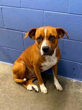 Amari -  Mixed Breed Dog for Adoption in Leitchfield, Kentucky - Amari | PetCurious
