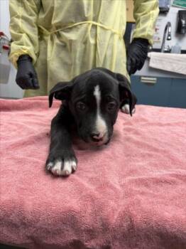*HAMISH -  Pit Bull Terrier Dog for Adoption in Woodland, California - *HAMISH | PetCurious