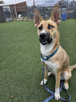 Rescue German Shepherd Dog and Husky Dogs for Adoption in Cleveland, Ohio - Mocha | PetCurious
