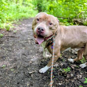 Sosa -  Pit Bull Terrier Dog Available for Adoption in Walker, Michigan - Sosa | PetCurious