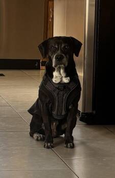 Labrador Retriever and Mixed Breed Dogs Available for Adoption - Tigger | PetCurious