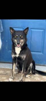 Terri -  Australian Cattle Dog Blue Heeler Dog for Adoption in Vancouver, Washington - Terri | PetCurious