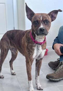 Lola -  Boxer and Dutch Shepherd Dog for Adoption in Thornton, Colorado - Lola | PetCurious