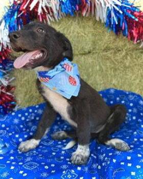 Abraham- Puppy #1 (CS Litter #2/ 2026) -  Border Collie Dog for Adoption in Pleasanton, Texas - Abraham- Puppy #1 (CS Litter #2/ 2026) | PetCurious