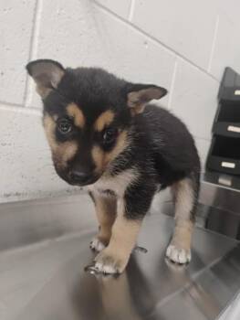 STELLA -  German Shepherd Dog Dog for Adoption in San Bernardino, California - STELLA | PetCurious