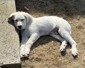 Great Pyrenees Dogs Available for Adoption - Eugene | PetCurious