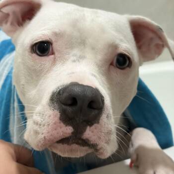 Bulldog Dogs Available for Adoption in Mico, Texas - Diamond | PetCurious