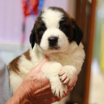 CT Delicata -  Saint Bernard Dog for Adoption in Eastford, Connecticut - CT Delicata | PetCurious