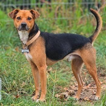 Anthony -  Terrier and Mixed Breed Dog for Adoption in Wake Forest, North Carolina - Anthony | PetCurious