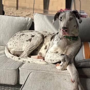 Rescue Great Dane Dogs for Adoption in Mesa, Arizona - Valentine | PetCurious