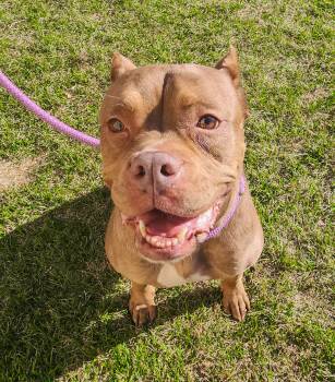 Rescue Terrier Dogs for Adoption in Birmingham, Michigan - Nala | PetCurious