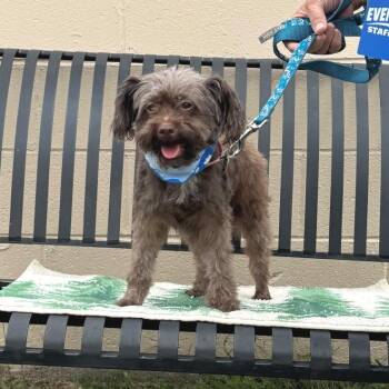 SNICKERS -  Poodle Dog for Adoption in Waterford, New Jersey - SNICKERS | PetCurious
