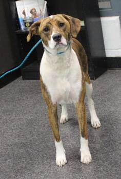 Hound Dogs Available for Adoption in Heath, Ohio - Gail (11770) | PetCurious
